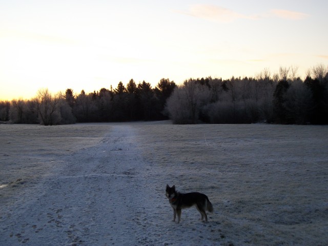 Katie- ready  to , hunt, play and eat!